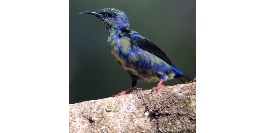 avian-conservation-education-of-hancock-birds