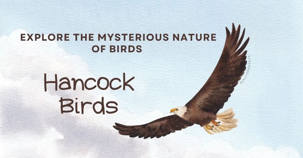 hancock-birds-explore-the-mysterious-nature-of-birds