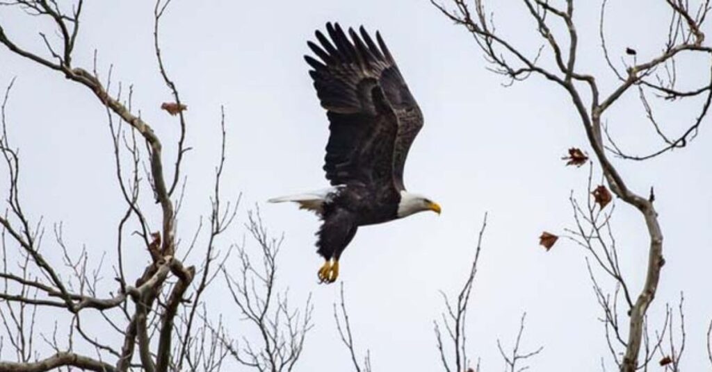 insights-from-live-eagle-cams