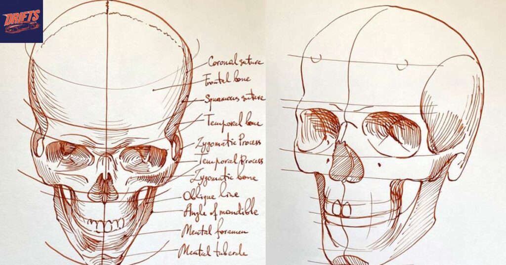 Tips for Realistic Skull Drawing